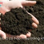 mệnh thổ có hợp màu trắng không